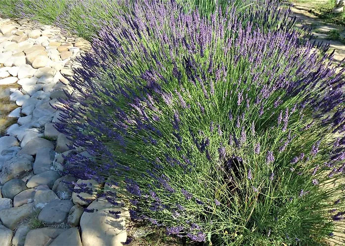 студио до кики бийч Апартамент Слънчев бряг